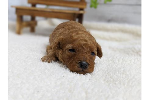 成約済の静岡県のタイニープードル-98539